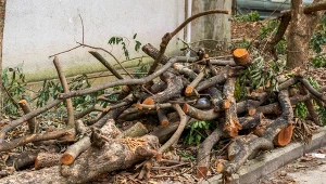 Każdy, kto chce usunąć ze swojej posesji drzewo, które nie spełnia wymogów kwalifikujących go do wycinki bez konieczności uzyskania zezwolenia, musi złożyć odpowiedni wniosek.