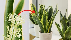 Kwiaty wężownicy mają przepiękny zapach. Fot. 123RF.com, Canva Pro: pixelshot