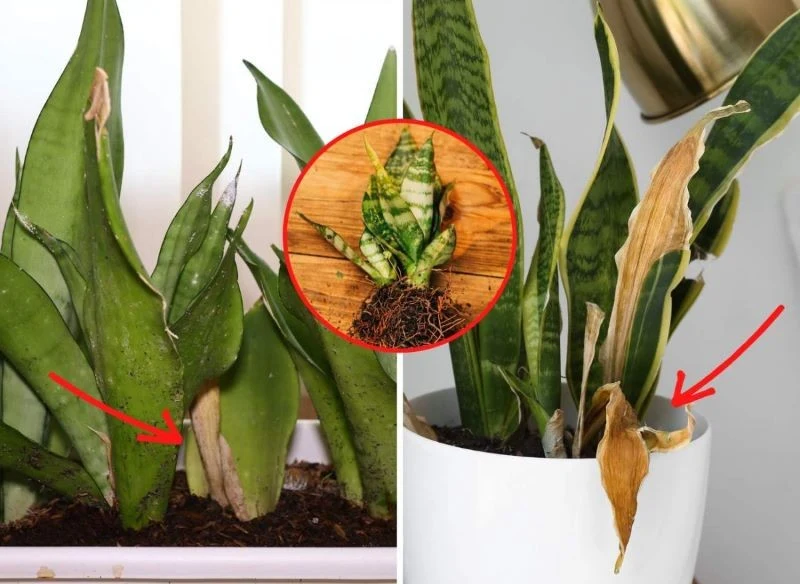 Sansewieria lubi rozproszone światło słoneczne i rzadkie podlewanie