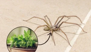 Wśród obecnych w Polsce 800 gatunków tylko 3 z nich nie gryzą