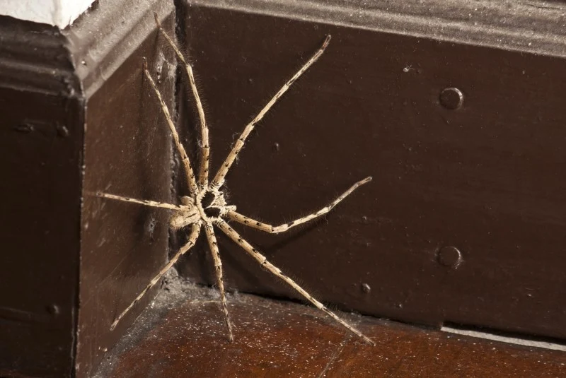 W domach najczęściej można spotkać kątniki