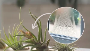 Oplatwy są idelane dla  początkujących miłośnik roślin doniczkowych.