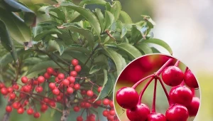 Nieodpowiednie warunki ardizja  bardzo szybko manifestuje choćby przez zrzucanie liści.