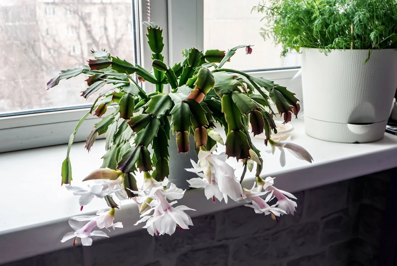 Szlumbergera ucięcat kwitnie również na biało