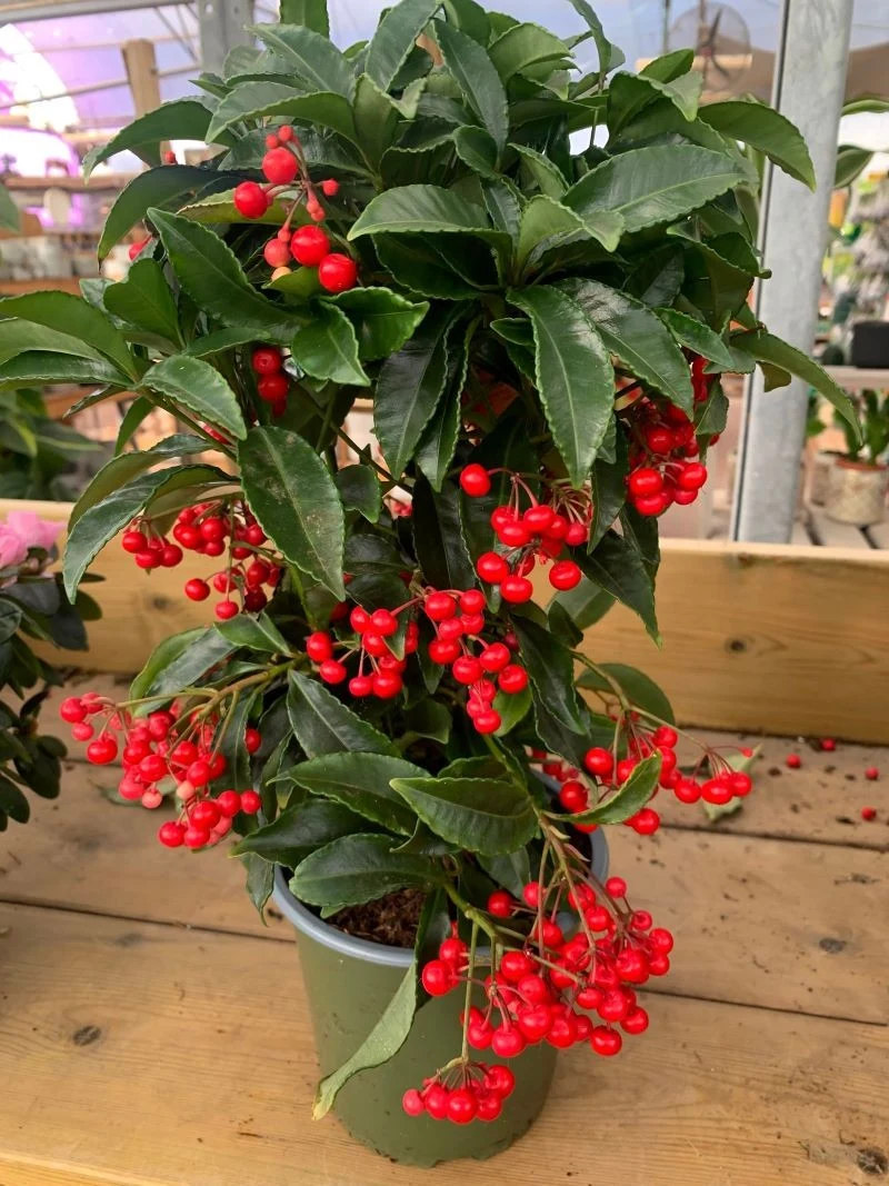 Ardizja potrzebują okresu spoczynku