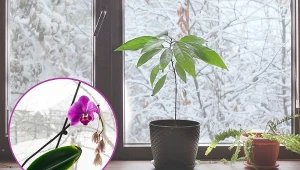 Istnieją gatunki roślin doniczkowych, które powinny być wprowadzone w stan uśpienia.