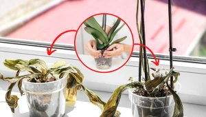 Od tego, czy poprawnie przesadzimy storczyka będzie zależała jego kondycja.