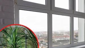 Nolina to wytrzymała roślina doniczka, która sprawdzi się w każdym domu.