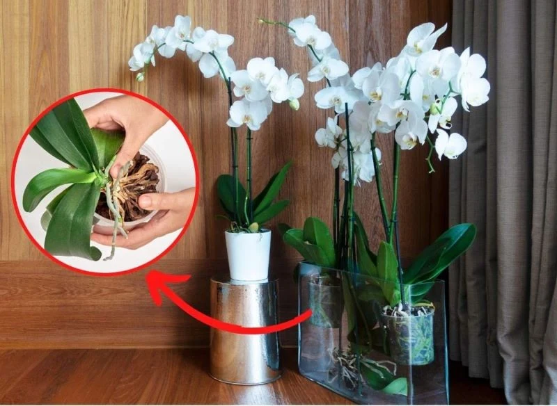 Storczyka warto przesadzić, gdy korzenie są przerośnięte i wyraźnie wystają z doniczki