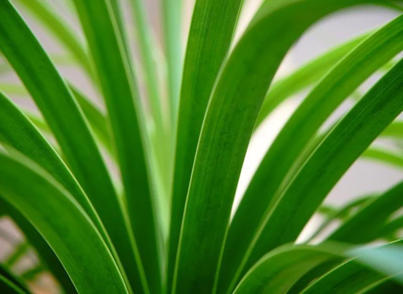 Liście noliny przypominają dracenę - są twarde, cienke i chropowate