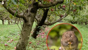 Gryzonie wyrządzają duże szkody drzewom owocowym.