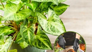 Syngonium to szybko rosnące pnącze z rodziny Araceae, które występuje w wielu gatunkach i odmianach.