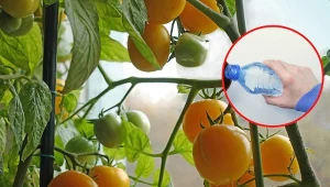 Uprawa pomidorów zimą na parapecie wymaga od nas starannej pielęgnacji i odżywiania sadzonek.