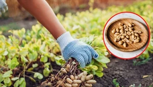 Orzeszki ziemne posiadają wiele cennych właściwości, a do tego są smaczne.