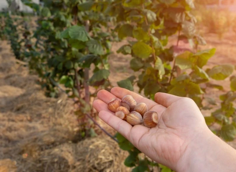 Orzechy laskowe są źródłem nienasyconych kwasów tłuszczowych