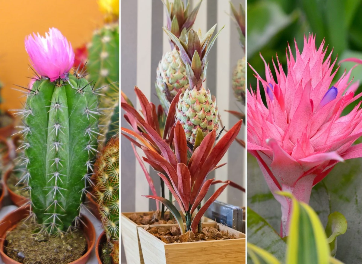 Kaloryferowe pewniaki