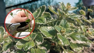 Sprawdźcie, co zrobić, żeby zimowanie komarzycy się powiodło.