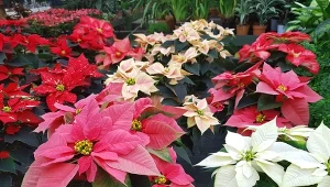 Cieniowanie gwiazdy betlejemskiej sprawi, że będzie cieszyć oko na Boże Narodzenie.