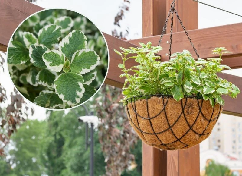 Komarzyca z czasem zyskuje zwisający pokrój