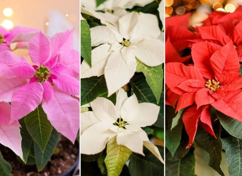 Niezależnie od odmiany, poinsecje są ciepłolubnymi roślinami