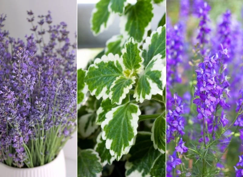 Jakie rośliny posadzić, by odstraszały muchy z tarasu i ogrodu