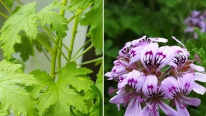 Anginka to roślina o wielu nazwach, ale i wielu zastosowaniach.