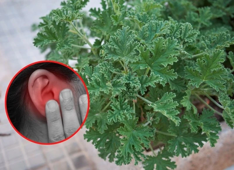 Anginka posiada właściwości łagodzące bół ucha i przeziębienie