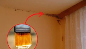 Pleśń na ścianach nie tylko brzydko wygląda, ale również jest poważnym zagrożeniem dla zdrowia człowieka. Fot.123RF.com/East News: Teresa Wrzosek