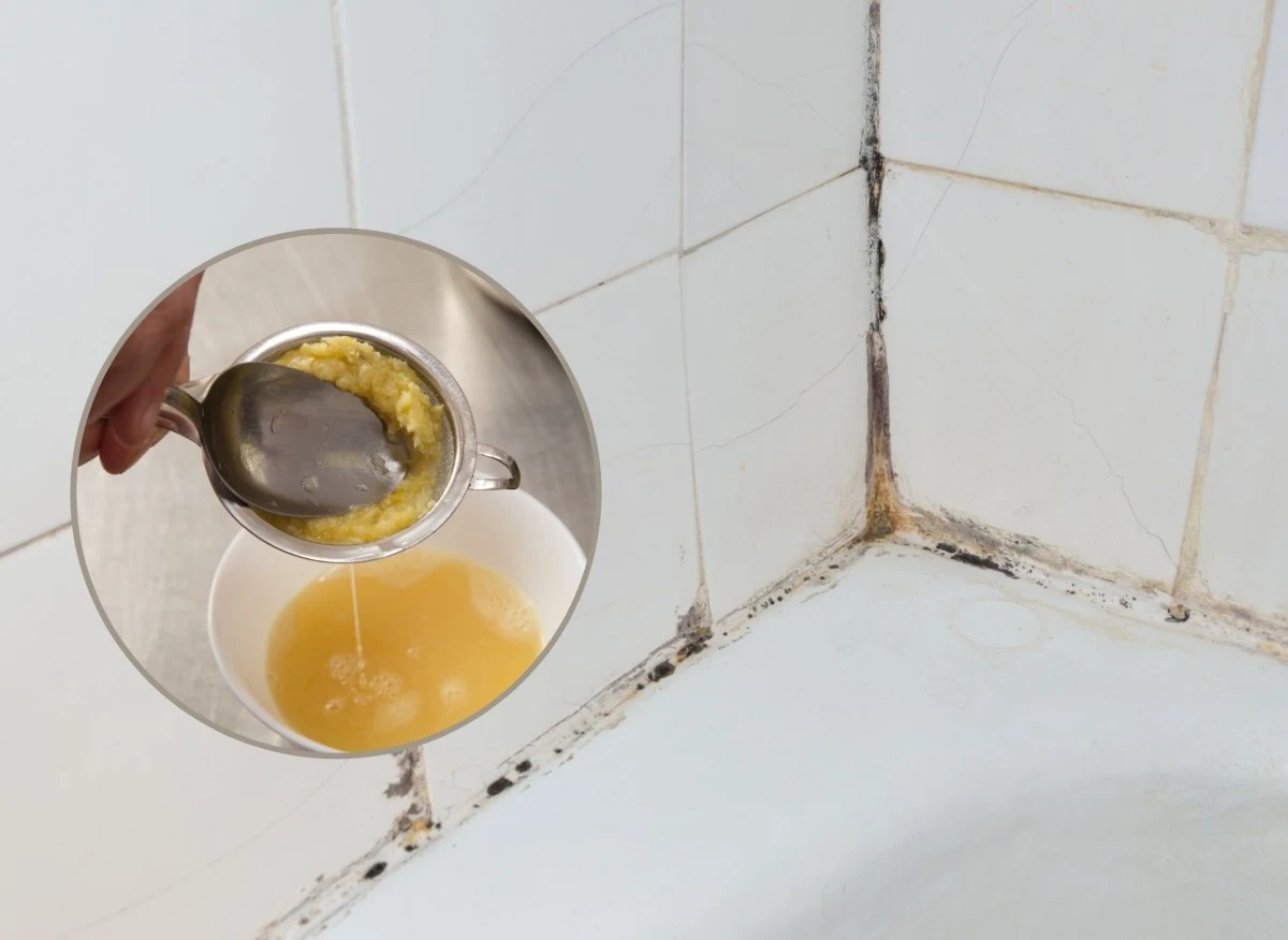 Grzyby oraz pleśnie są bardzo szkodliwe dla zdrowia