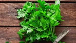 Świeża pietruszka świetnie dopełni każde danie.