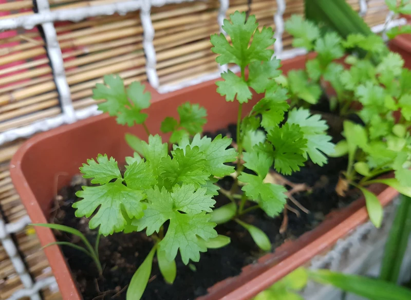 Pietruszkę możesz uprawiać nawet na balkonie