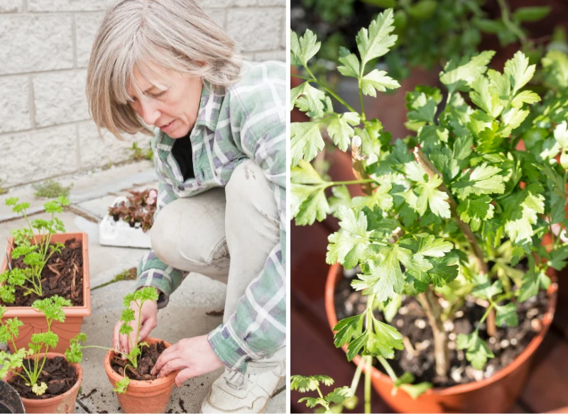 Pietruszkę możesz zasadzić również z nasion
