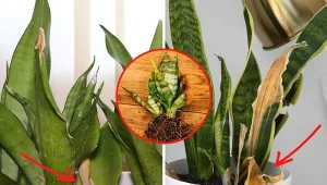 Sansewieria gwinejska gnije? Możesz uratować żelazną roślinę