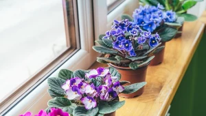 Fiołek afrykański to roślina długowieczna. Jeśli będziesz pamiętać o zasadach jej pielęgnacji, powinna zdobić twoje mieszkanie przez wiele lat.