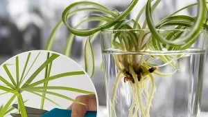 Sam proces rozmnażania roślin w ten sposób jest stosunkowo prosty.