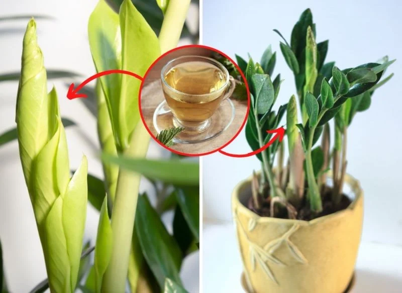 Naturalne nawozy sprawią, że zamiokulkas wypuści nowe pędy liściowe