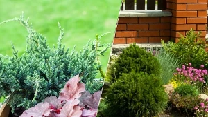 Miejsce, w którym rosną iglaki z iglakami, można uzupełnić o pnącza i byliny.