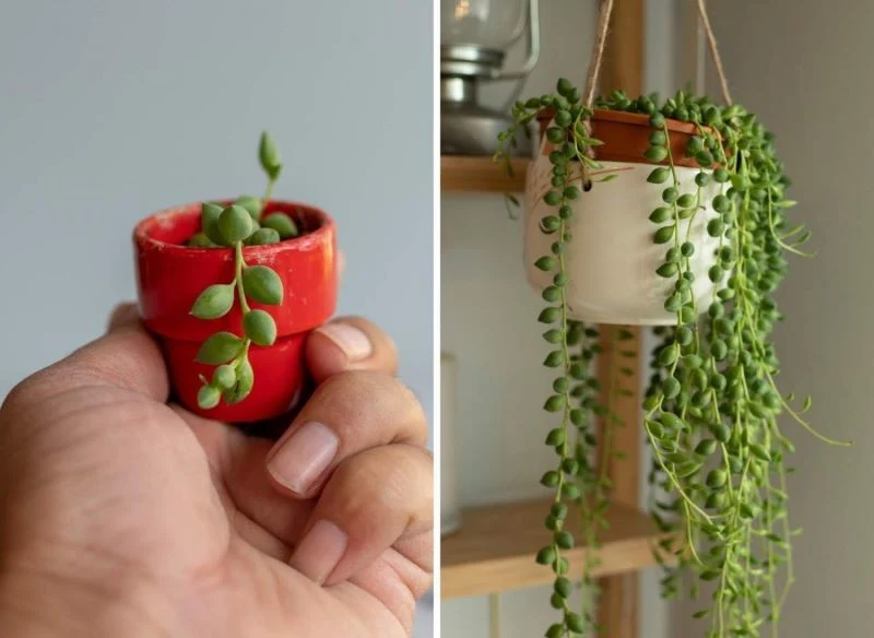 Zdradzamy, jak pielęgnować sznur pereł, by nie usychał