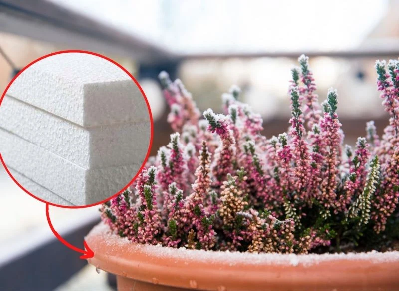 Odpowiednie zabezpieczenie roślin, pomoże przetrwać im nawet bardzo srogą zimę