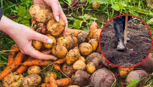 Sprawdźcie, jak zrobić kopiec na warzywa.