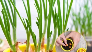 Pędzenie cebuli na szczypior można prowadzić w domu.