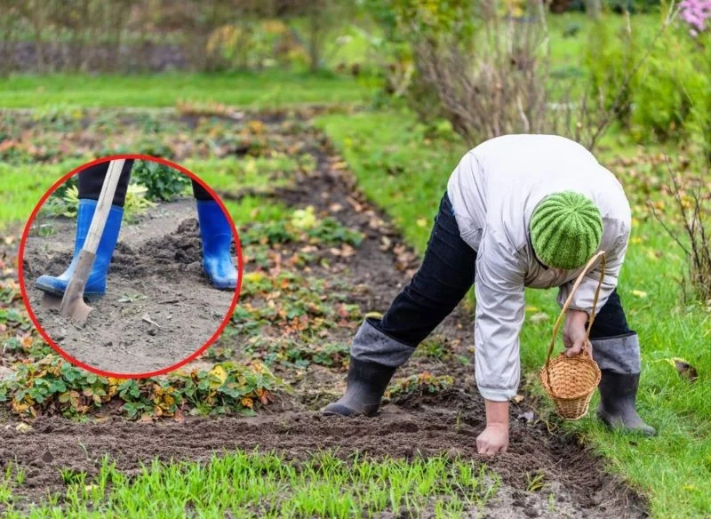 Przekopywanie warzywniaka pozwoli pozbyć się z niego szkodników podgryzających korzenie