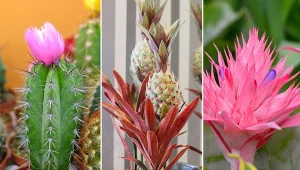 Kaloryferowe pewniaki! Długa lista kwiatów, które lubią ciepło.