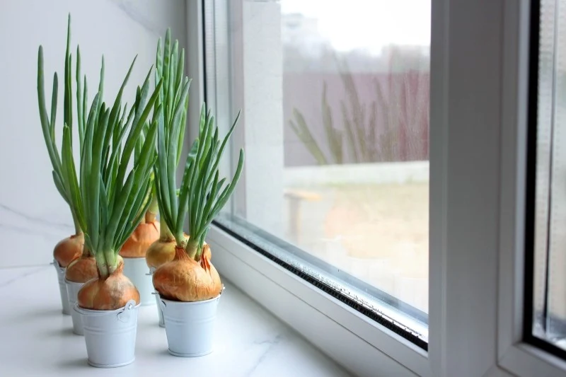 Pędzenie cebuli na szczypior trwa do 3 tygodni