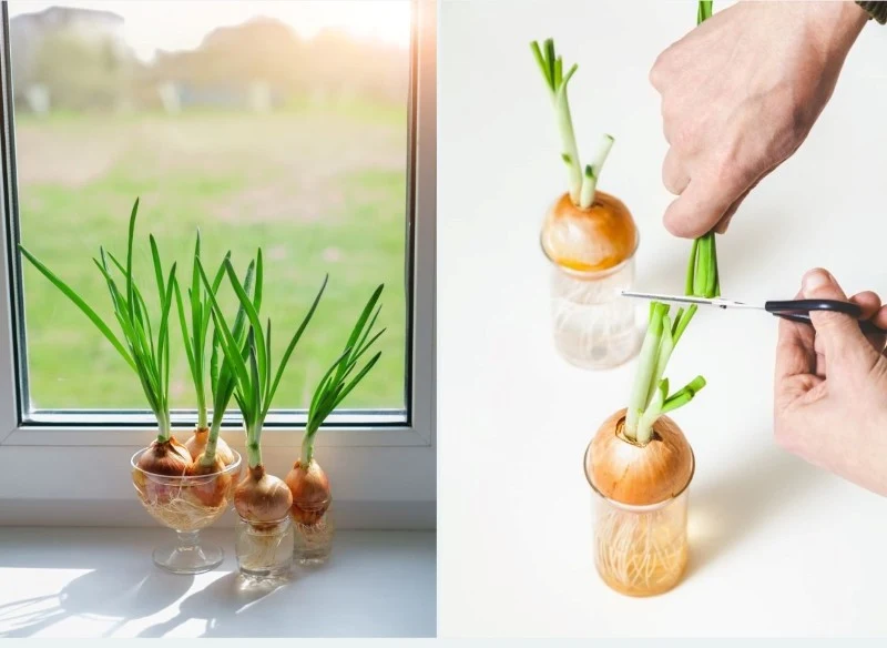 Cebulę można pędzić w doniczkach w podłożu albo w naczyniu wypełnionym wodą