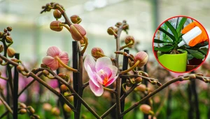 Storczyki wymagają dokarmiania przez cały rok.