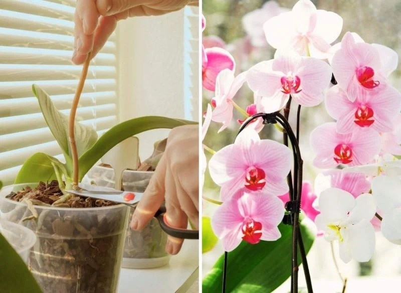 Sprawdź, co możesz zrobić, by storczyki ponownie zakwitły