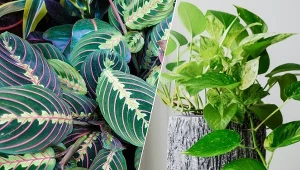 Twój mało nasłoneczniony pokój wcale nie musi wyglądać nudno! Sięgnij po kwiaty do cienia i stwórz egzotyczny kącik, który będzie największą dekoracją wnętrza.