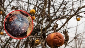 Mumie owocowe powstają z jabłek, gruszek, śliwek, brzoskwiń i wielu innych owoców.