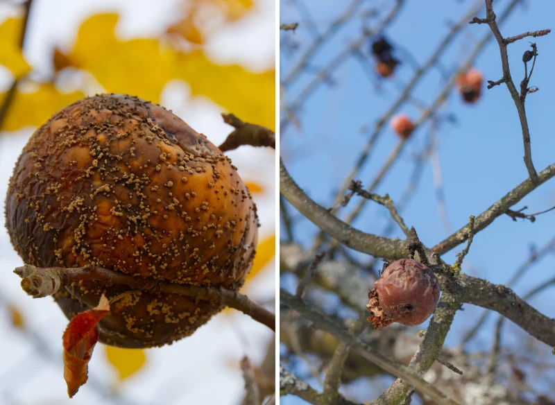 Owocowe mumie są siedliskiem wielu chorób